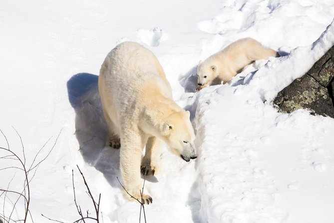 Private Ranua Zoo tour - Timing and pacing: how the 5-hour day usually feels