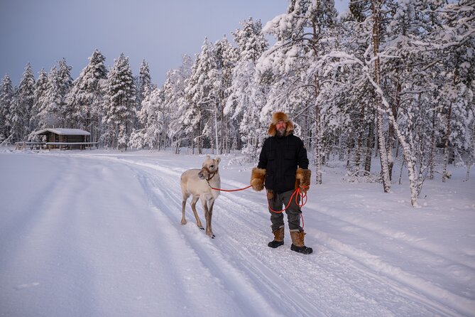 Ranua Lupland Activity Park Entry with Reindeer Experience - Reindeer experience: feeding time and the real connection