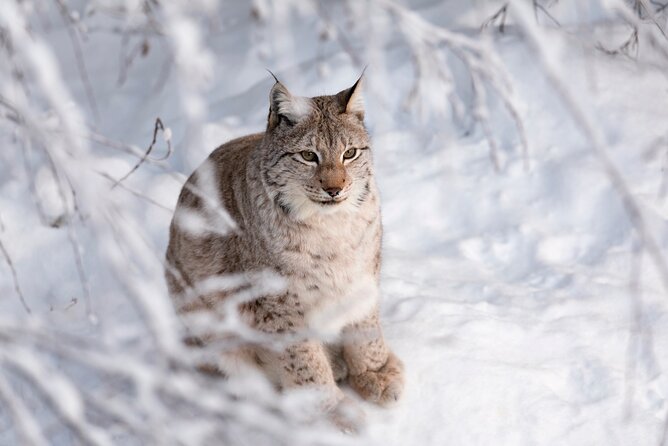Ranua Wildlife Park Day: Visit the Arctic Animals - Getting there from Rovaniemi: pickup options and the 1-hour ride