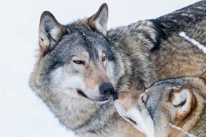 Ranua Wildlife Park Day: Visit the Arctic Animals - Free time for lunch, snacks, and quick Fazer chocolate runs