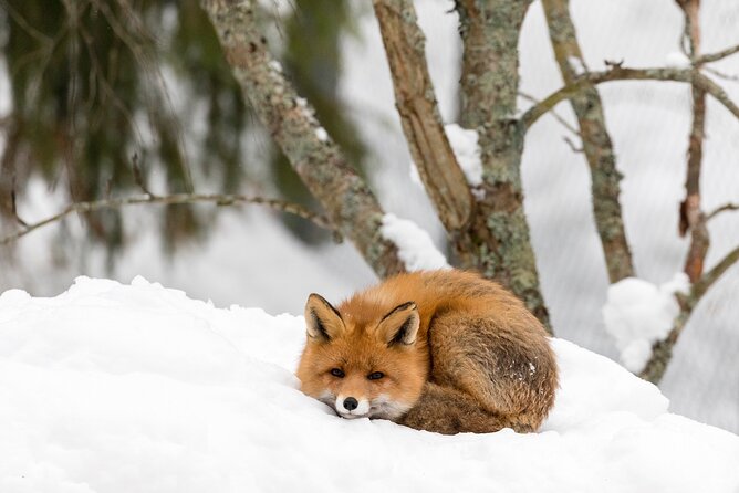 Ranua Wildlife Park Day: Visit the Arctic Animals - Who this trip suits best (and who should skip it)