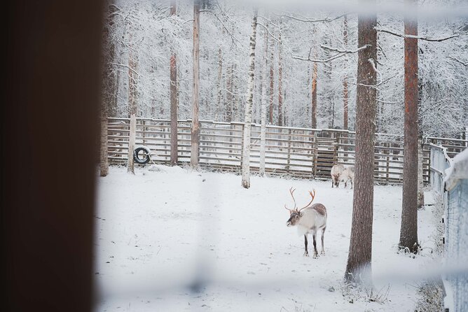 Ranua Wildlife Park Day: Visit the Arctic Animals - FAQ