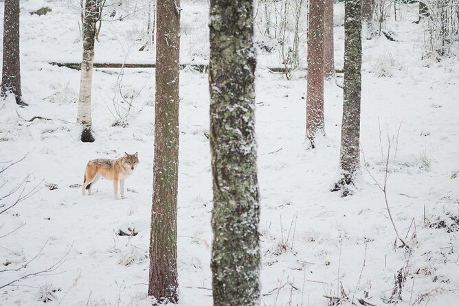 Ranua Wildlife Park Day : Visit the Arctic Animals! - What to do before you go (so the cold doesn’t win)