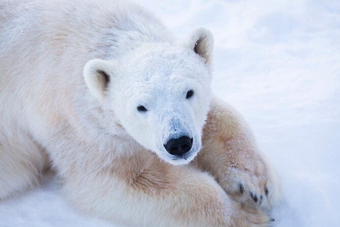 Ranua Wildlife Park Day: Visit the Arctic Animals - The guided Arctic tour: 50+ species and the 2.5 km snowy walk
