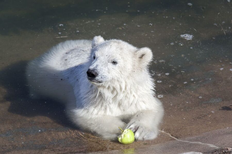 Ranua Wildlife Park Guided Tour from Rovaniemi, With Lunch - What the Day Feels Like (and the One Thing to Prepare For)