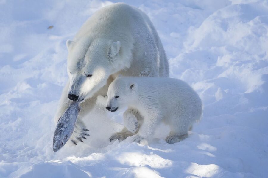 Ranua Wildlife Park Guided Tour from Rovaniemi, With Lunch - Price and Value: Is $170 Fair for 5 Hours in Ranua?