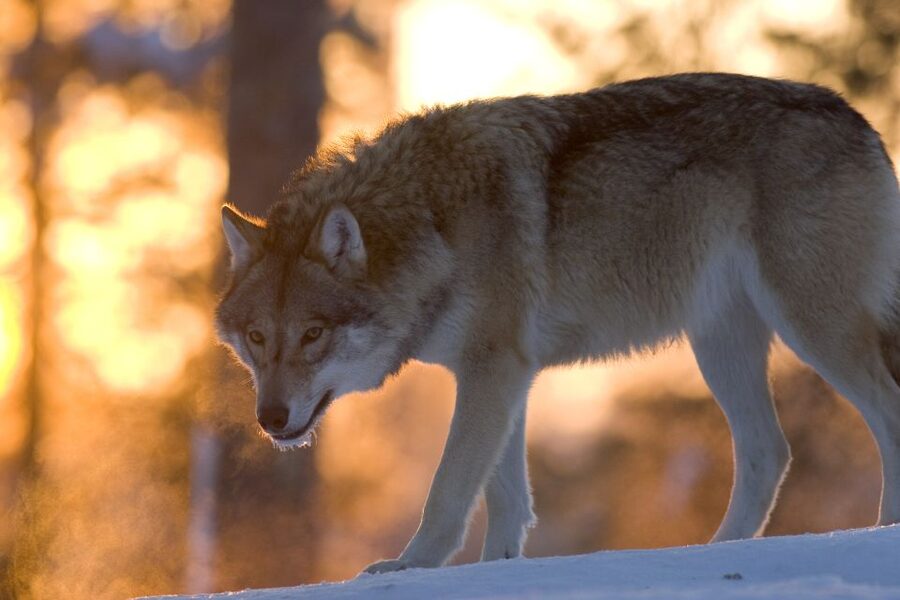 Ranua Wildlife Park Guided Tour from Rovaniemi, With Lunch - Key Things That Make This Tour Worth It