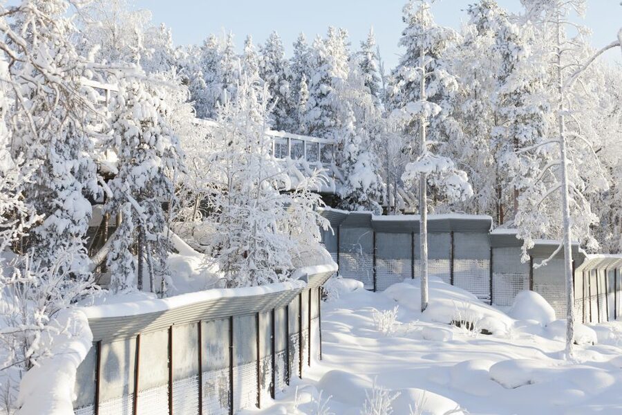 Ranua Wildlife Park Guided Tour from Rovaniemi, With Lunch - Arctic Forest Enclosures: How Ranua Fits Animals Into Their Real World