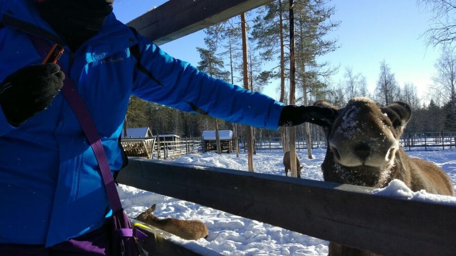 Ranua Wildlife Park Guided Tour from Rovaniemi, With Lunch - Lunch, Coffee Break, and the Fazer Sweet Shop Stop
