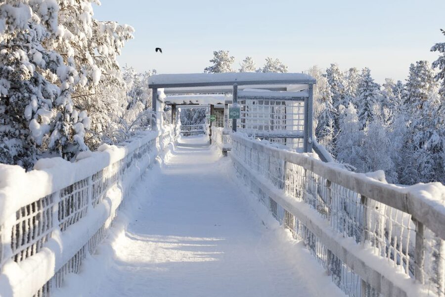 Ranua Wildlife Park Guided Tour from Rovaniemi, With Lunch - Winter-Ready Packing: What You Should Bring on the Day