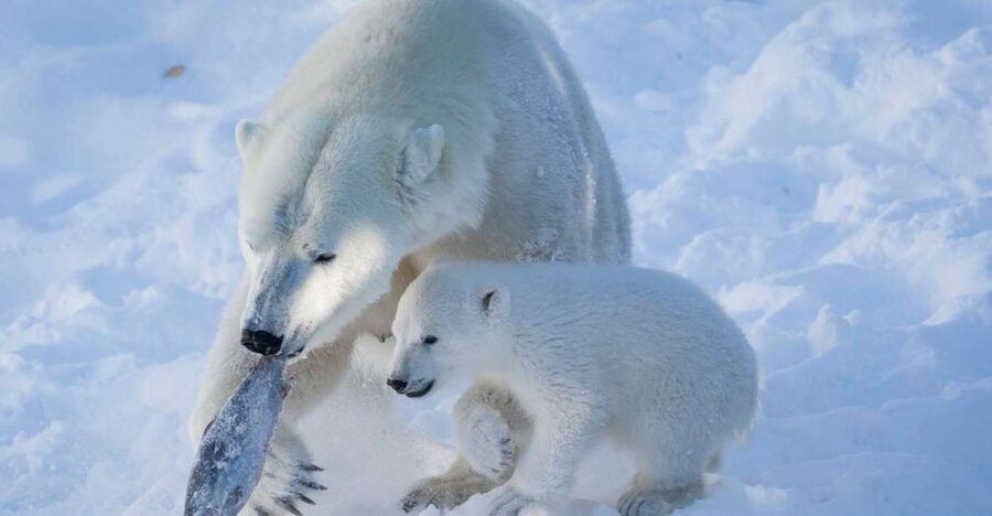 Ranua Wildlife Park Guided Tour from Rovaniemi, With Lunch - Who This Tour Fits Best (and Who Should Skip It)