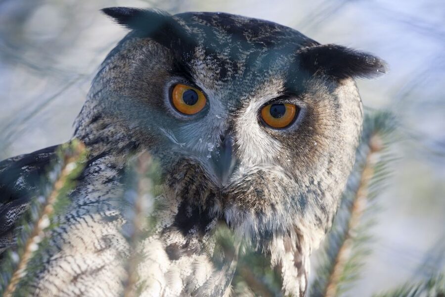 Ranua Wildlife Park Guided Tour from Rovaniemi, With Lunch - Pickup in Rovaniemi: Smooth Departure, Real Winter Timing