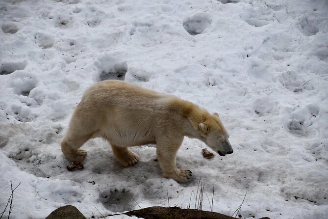 Ranua Zoo Arctic Wildlife Park with Private Transport & Lunch - Key highlights worth marking on your map