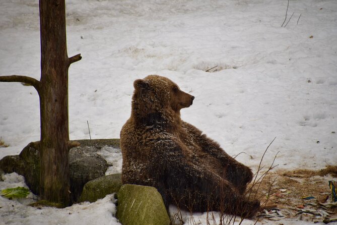 Ranua Zoo Arctic Wildlife Park with Private Transport & Lunch - Why the northernmost Arctic zoo is a good match for real wildlife lovers