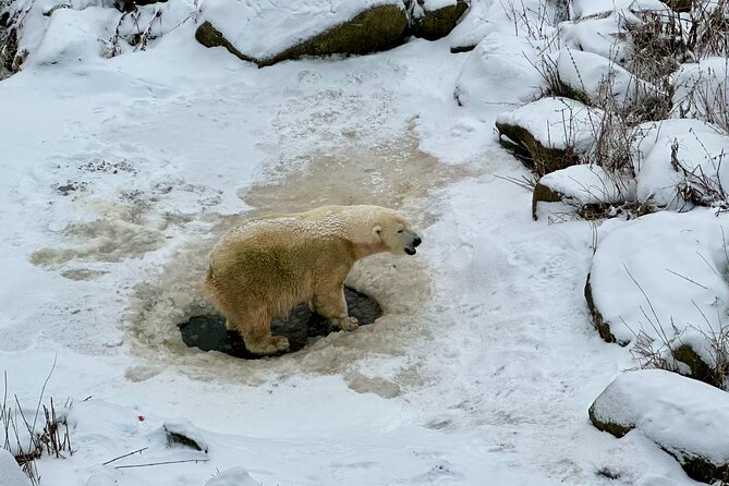 Ranua Zoo Arctic Wildlife Park with Private Transport & Lunch - Private group setup: best when you want flexibility and personal attention