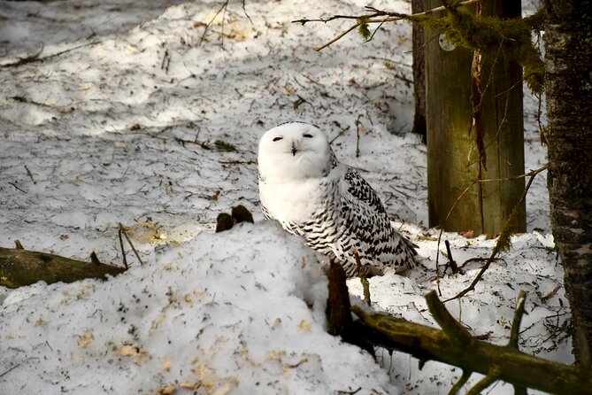 Ranua Zoo Arctic Wildlife Park with Private Transport & Lunch - Your 2-hour Ranua Zoo walk: what you’ll actually experience