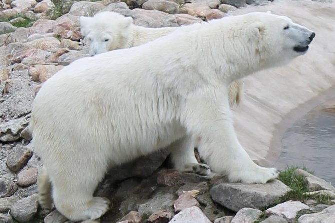 Ranua Zoo Family Tour from Rovaniemi - Family Practicalities: Kids, Strollers, and Energy Planning