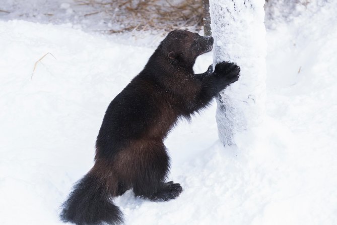 Ranua Zoo tour, optional lunch - Ranua Zoo in the Arctic forest: what the 2.5 km walk is really like