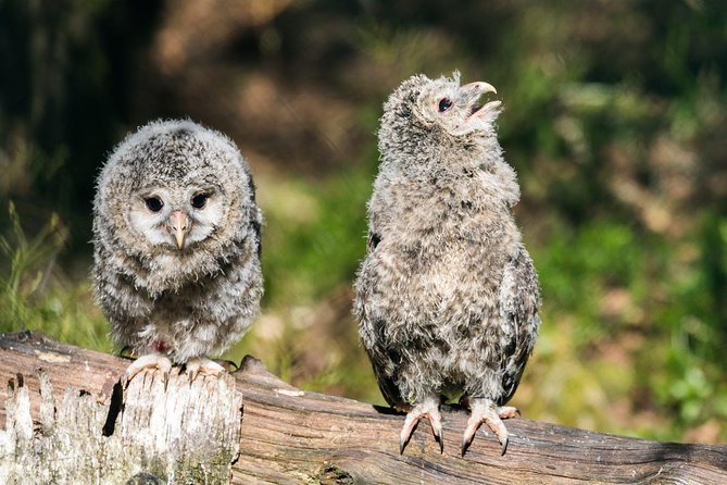 Ranua Zoo tour, optional lunch - Price and value: what $173.75 buys you (and what it doesn’t)