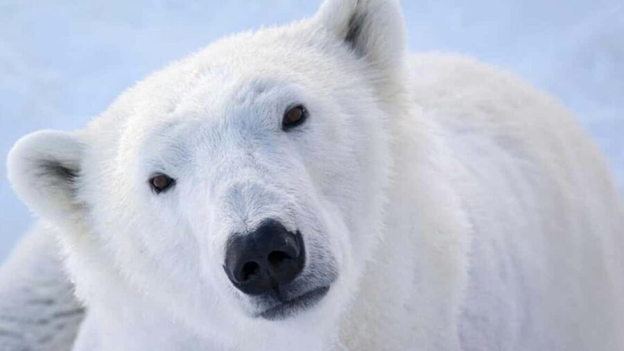 Ranua Zoo - Getting There From Rovaniemi: Small-Group Ride Through Southern Lapland