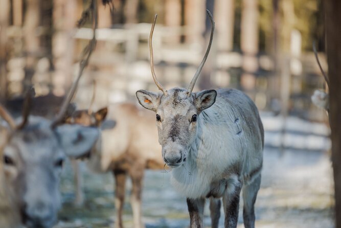 Reindeer Experience with Sledge Ride - Key Highlights You’ll Care About
