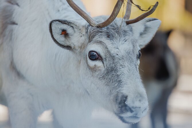 Reindeer Experience with Sledge Ride - Getting There: Two Pickup Stops and a Straight Shot to Reindeer Manor