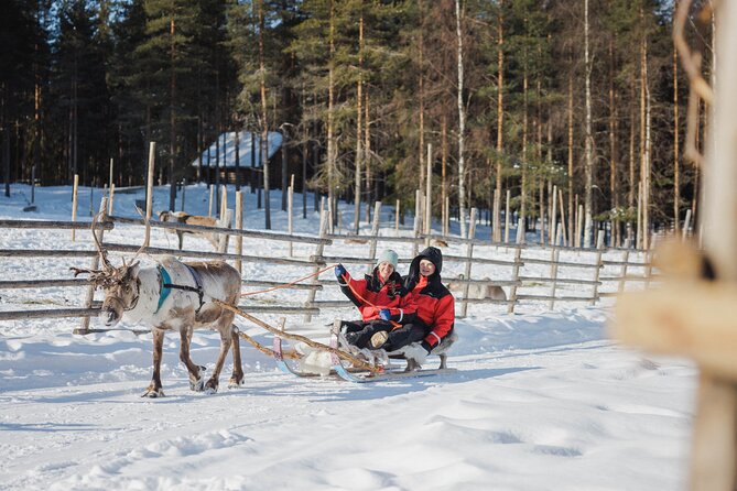 Reindeer Experience with Sledge Ride - What the 2.5-Hour Time Window Really Means
