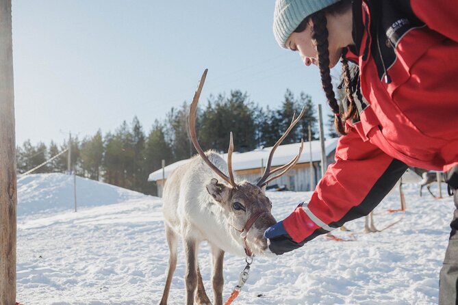 Reindeer Experience with Sledge Ride - Group Size and the Waiting Factor