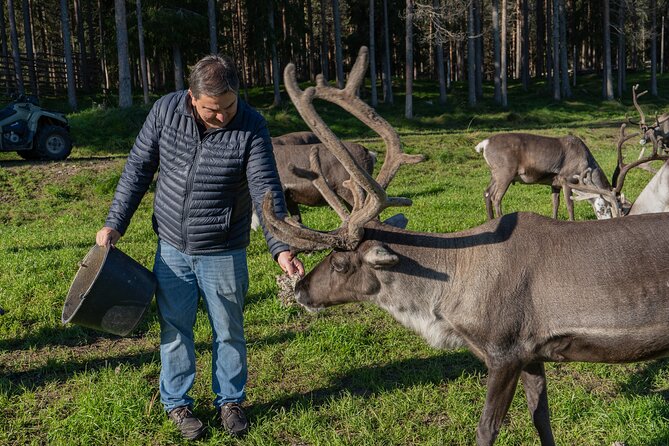 Reindeer Farm Experience in Summer and Autumn from Rovaniemi - Why a Rovaniemi Reindeer Farm Visit Works in Summer and Autumn