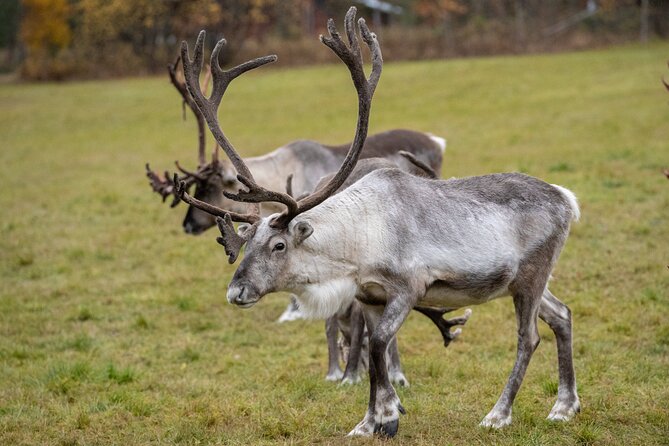 Reindeer Farm Experience in Summer and Autumn from Rovaniemi - Meeting the Herders: What You Learn from Real Work