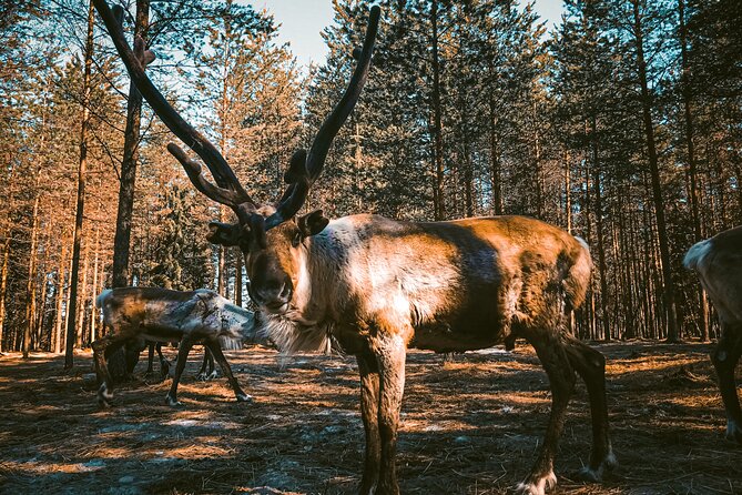Reindeer Farm Summer Experience - Key Things I’d Focus On