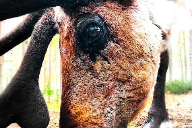 Reindeer Farm Summer Experience - From Rovaniemi Pickup to Real Farm Time