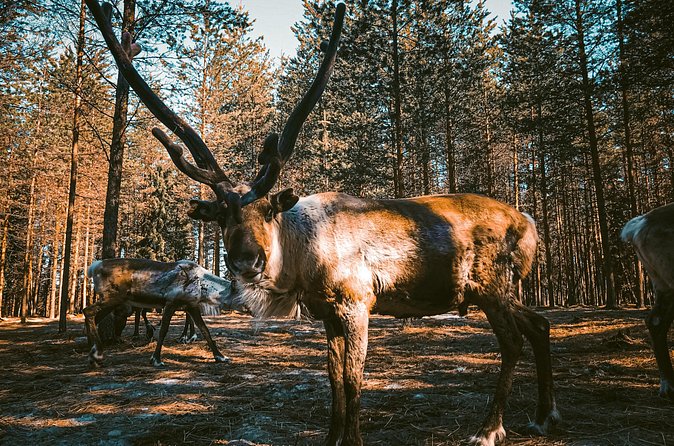 Reindeer Farm Summer Experience - Timing That Works: 2.5 Hours From Pickup to Return