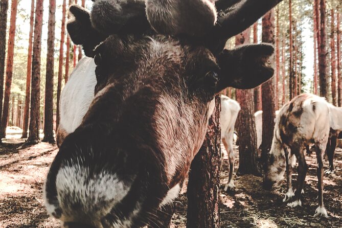 Reindeer Farm Summer Experience - Arriving at the Farm: Reindeer Up Close, Not in a Rush