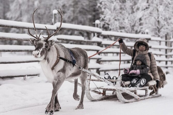REINDEER FARM VISIT a real authentic experience - Quick hits: what makes this Rovaniemi reindeer farm visit special