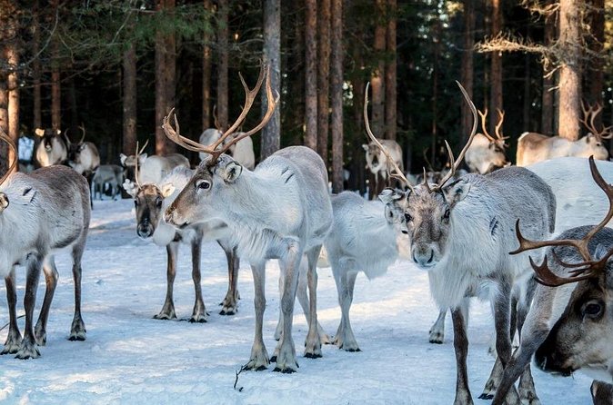 REINDEER FARM VISIT a real authentic experience - Open-fire stories and warm drinks: the camp moment that ties it together