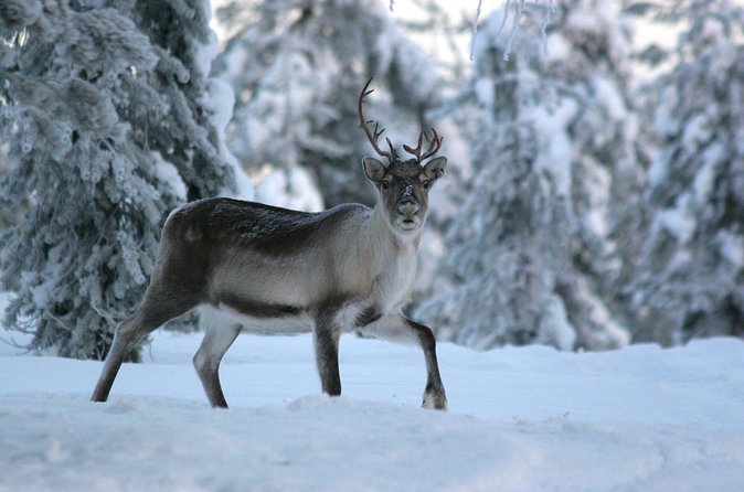 REINDEER FARM VISIT a real authentic experience - Pickup, meeting point, and small-group logistics (without the stress)