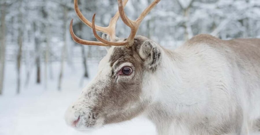 Reindeer Farm Visit with Sleigh Ride - Your English Guide and the Stories Behind Reindeer Life