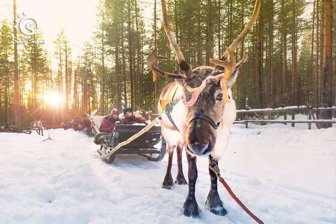 Reindeer Safari in Arctic Wilderness - Key things I’d pack your brain for