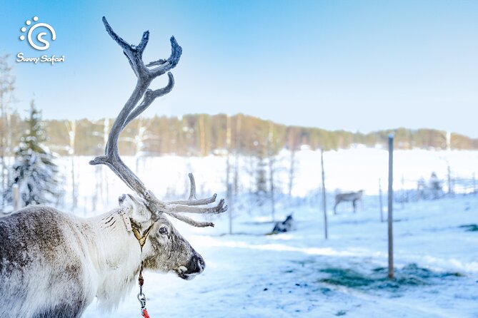 Reindeer Safari in Arctic Wilderness - The sled ride: how the loop works in Arctic conditions