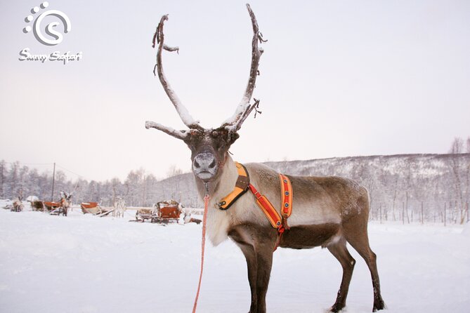 Reindeer Safari in Arctic Wilderness - Group size, pace, and who this tour fits best