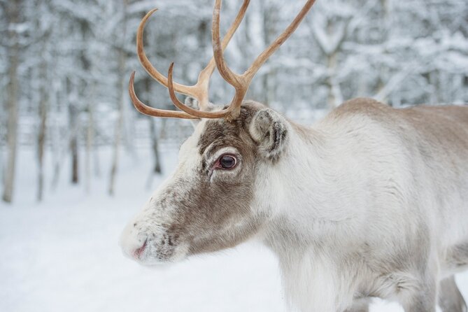 Reindeer Sleigh Ride and Farm Experience from Rovaniemi - Your Guide Experience: English Support and Friendly Personality