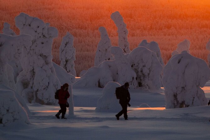 Riisitunturi Snow Monsters Winter Hike from Rovaniemi with Lunch - Price and value: why $215.54 can work (or not)