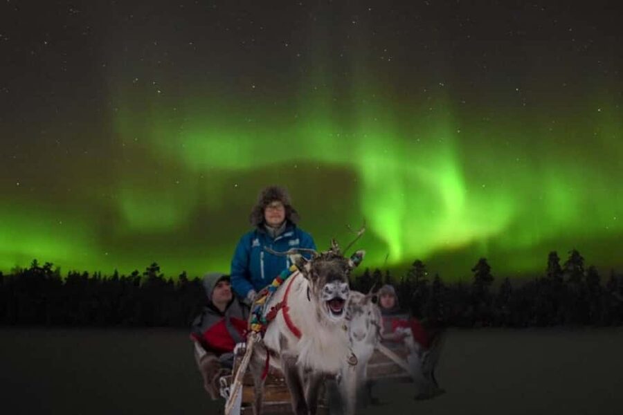 Rovaniemi: 2km Aurora Reindeer Safari Through the Forest - Key points before you go