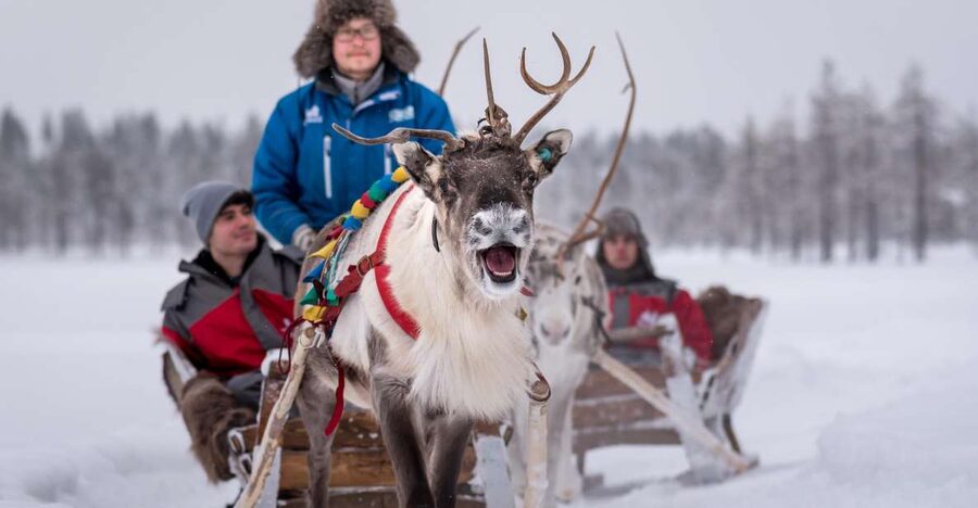 Rovaniemi: 2km Reindeer Sled Ride Through the Forest - Reindeer sleds in rural Lapland: the mood of the ride