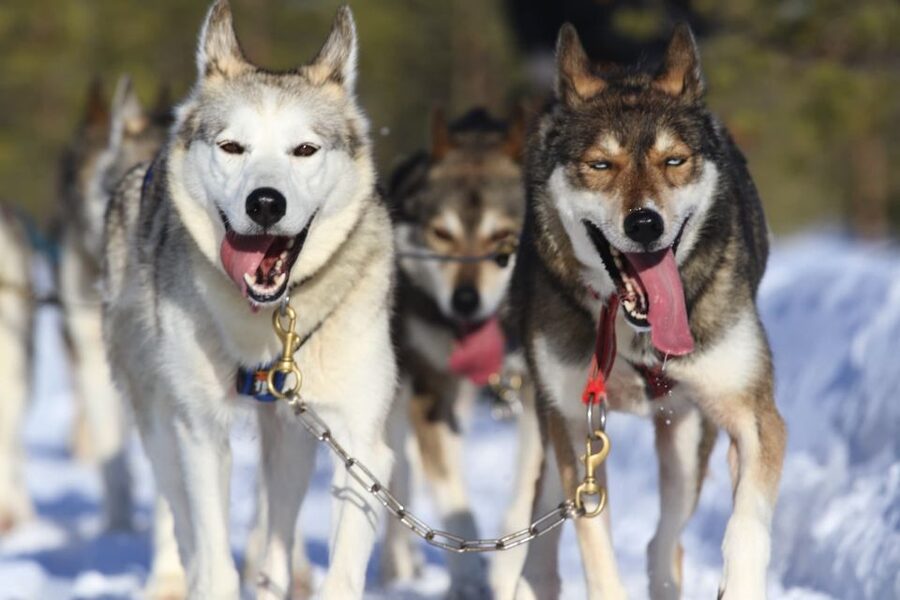 Rovaniemi: 7km Self-Drive Husky Sleigh Ride Adventure - What You’ll Love Most on This 7km Husky Adventure