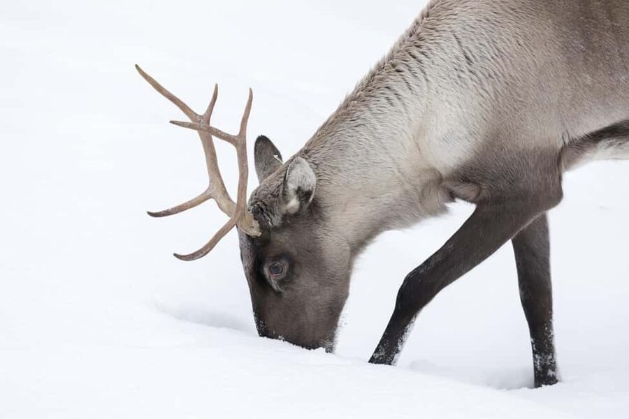 Rovaniemi: All-Inclusive Ranua Zoo Excursion & Aurora Dinner - Secret Stops for Northern Lights: Chasing Darkness, Not Just Sky
