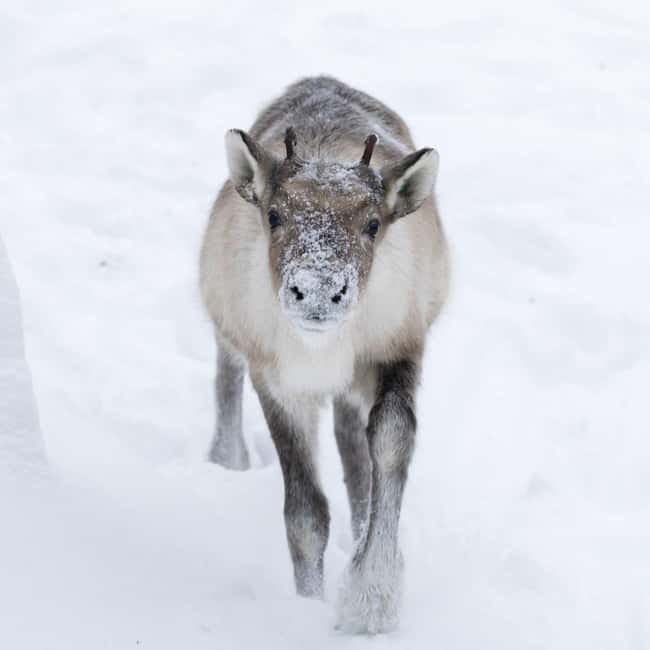 Rovaniemi: All-Inclusive Ranua Zoo Excursion & Aurora Dinner - Campfire Dinner in Lapland: Finnish Flavors Under Cold Stars
