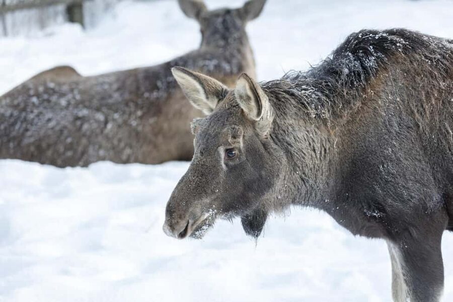 Rovaniemi: All-Inclusive Ranua Zoo Excursion & Aurora Dinner - What to Wear and Bring So Winter Doesn’t Steal the Fun