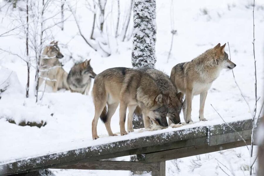 Rovaniemi: All-Inclusive Ranua Zoo Excursion & Aurora Dinner - Who This Tour Fits Best (and Who Might Not Enjoy It)